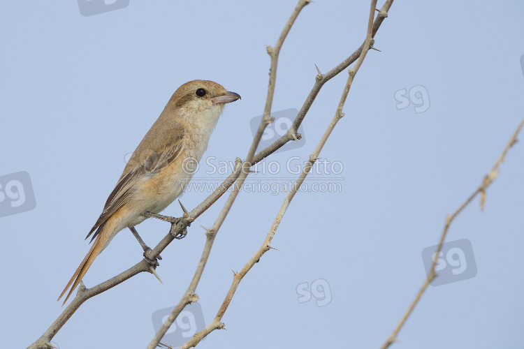 Isabelline Shrike